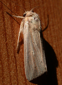 Adjutant Wainscot Adjutant Wainscot